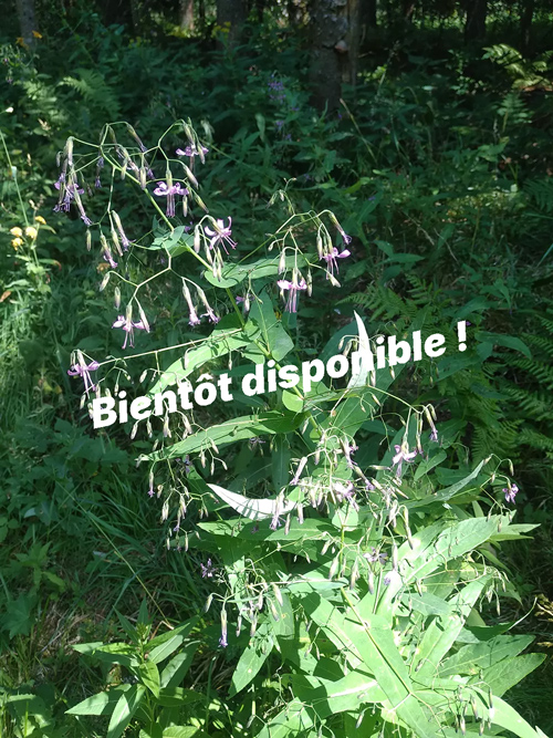 Protégé : Séjour gourmand à la table du chevreuil