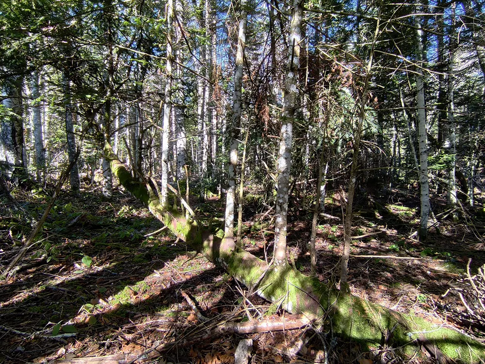 Voiliers, carcasses et galions…